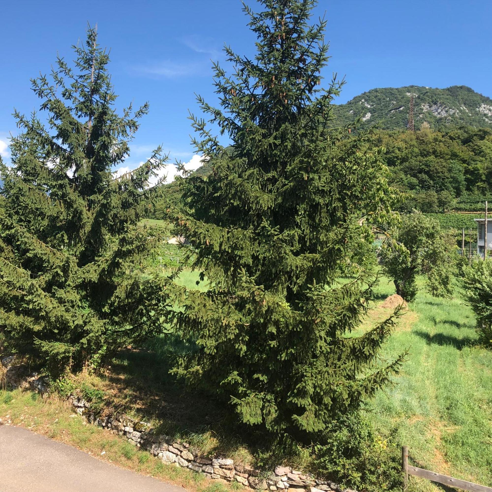 Appartamenti Moderni, Luminosi E Tranquilli Con Parcheggio Privato - Agritur La Tenuta Trient Exterior foto